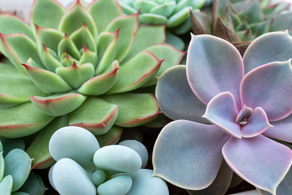 piante grasse concimazione naturale