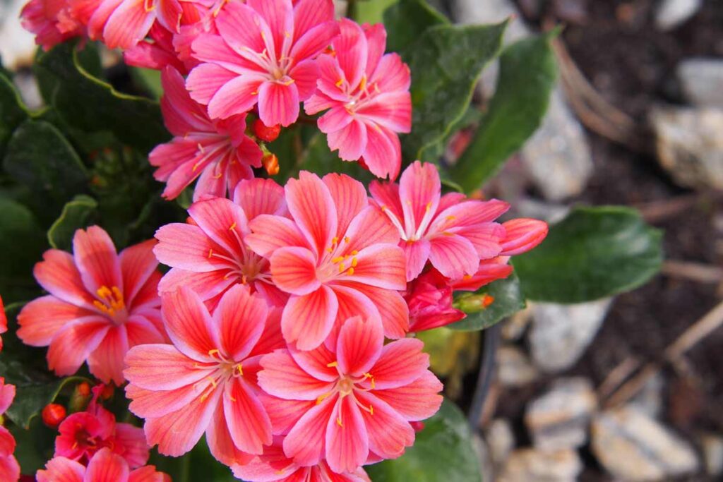 pianta Lewisia