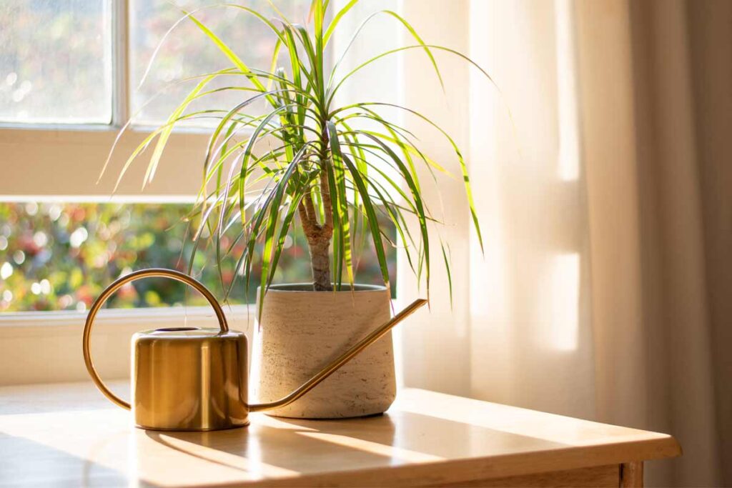 Dracena Marginata