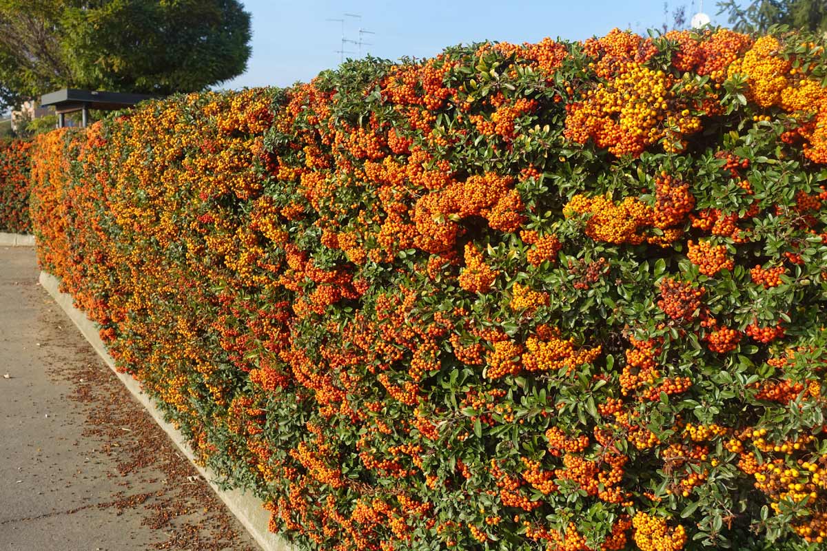 Pyracantha