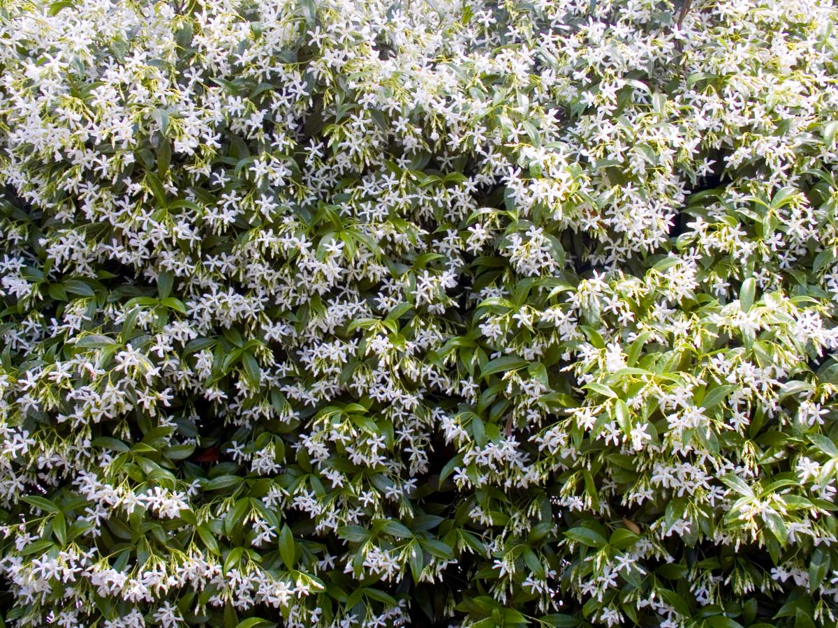 Gelsomino fiorito in primavera.