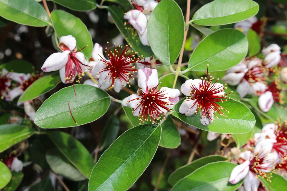 Feijoa sellowiana