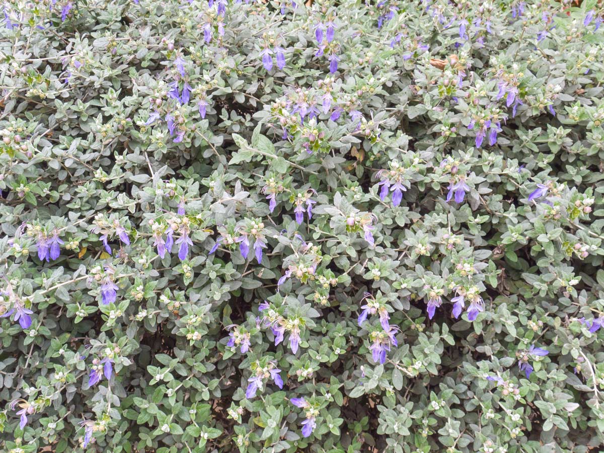 Teucrium fruticans