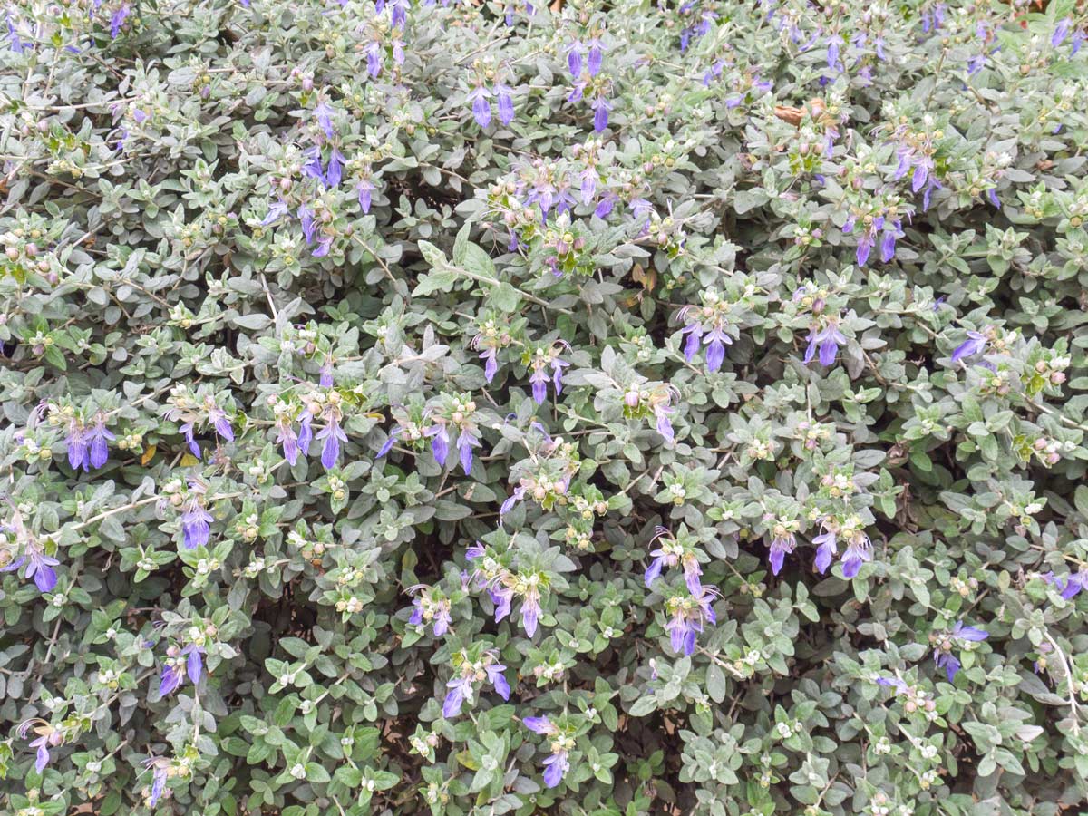 Teucrium fruticans