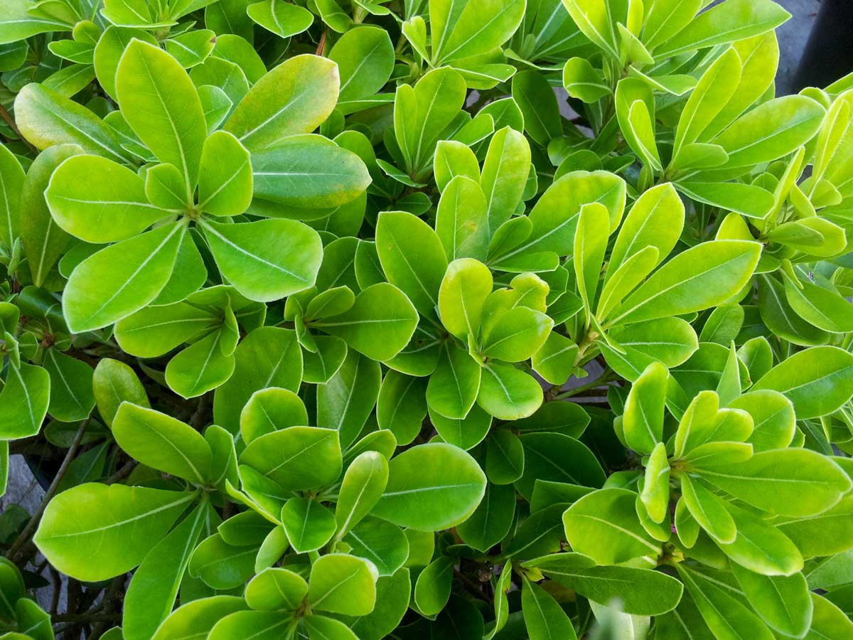 Pittosporum tobira