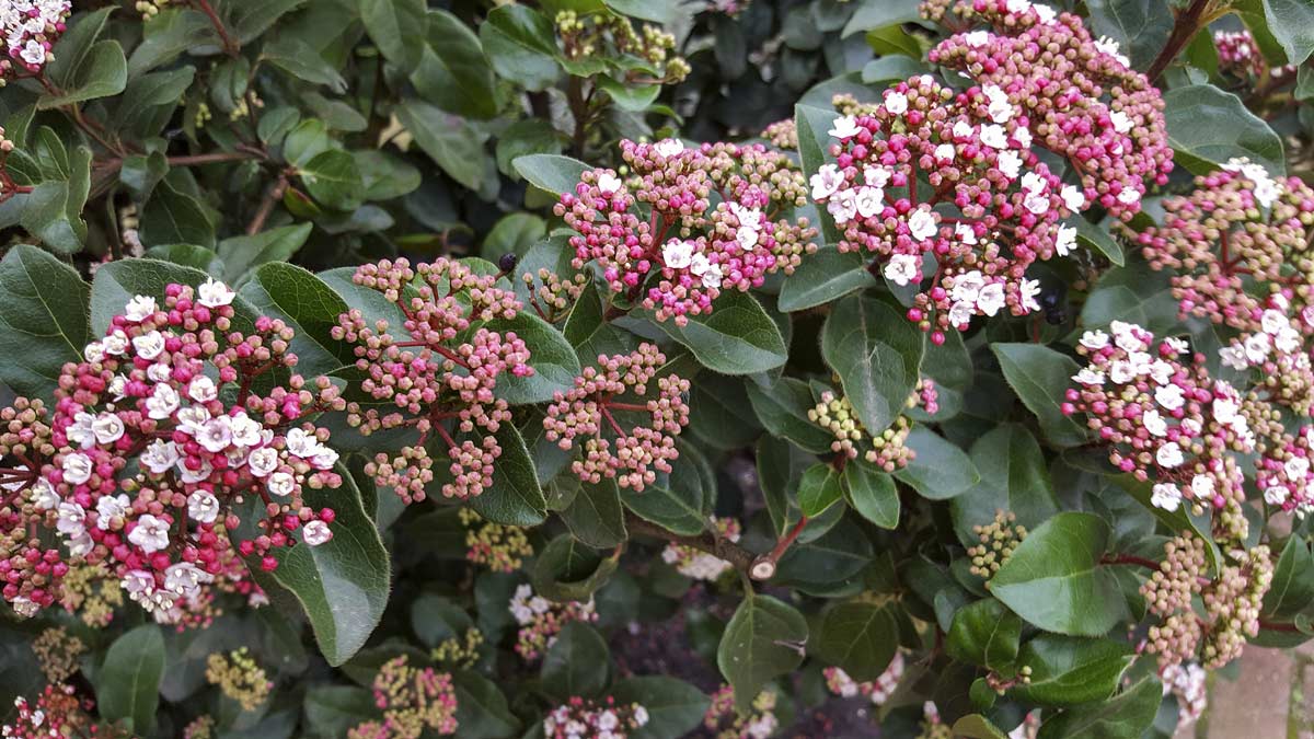 Viburnum tinus