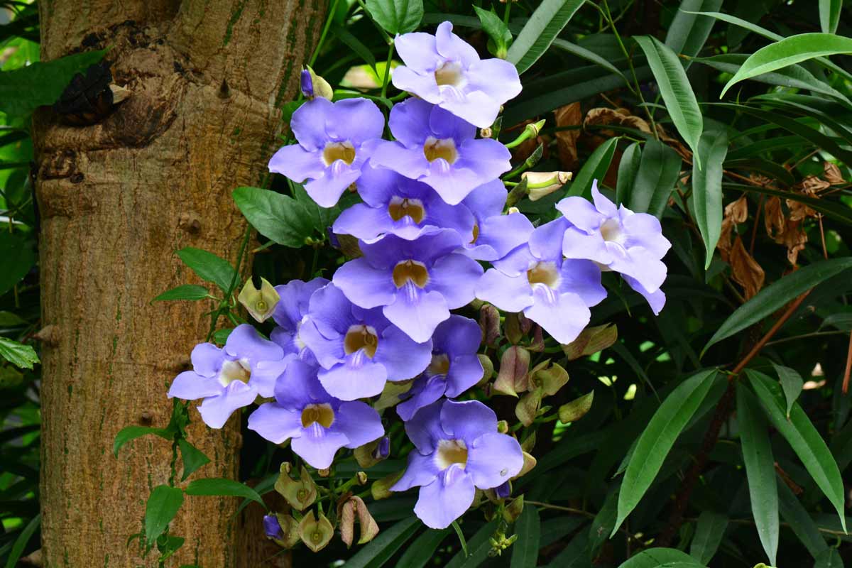 Thunbergia Grandiflora