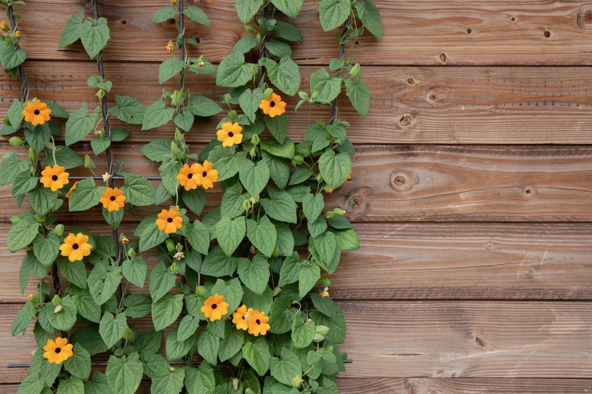 Thunbergia Alata