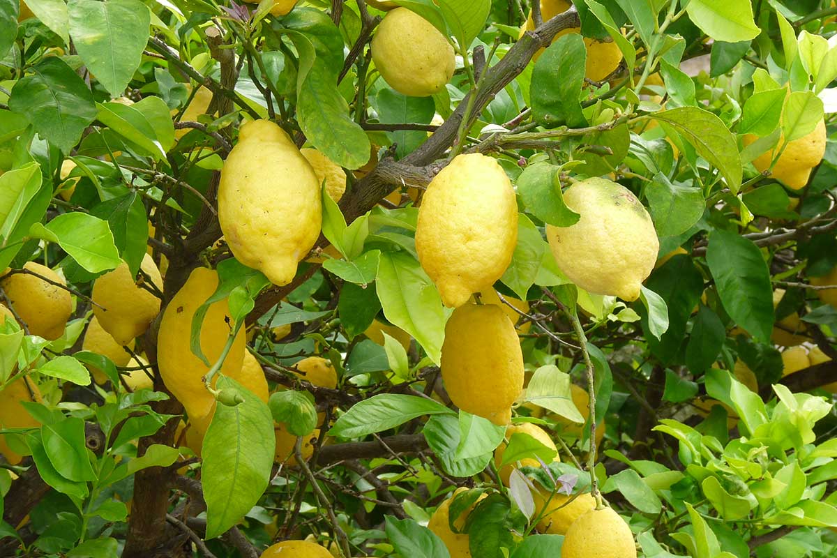 albero con limoni
