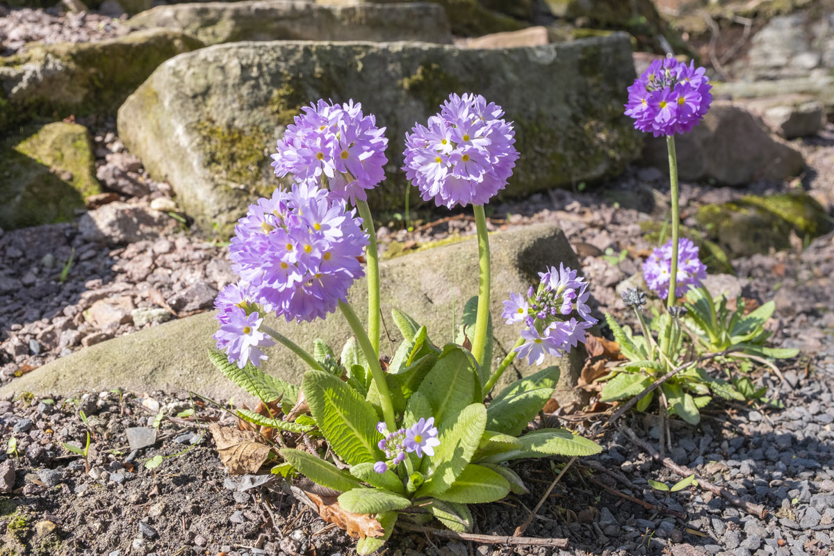 Primula denticulata