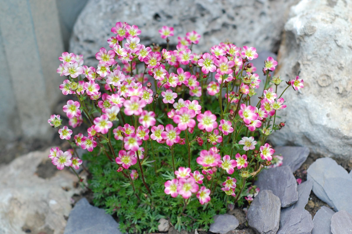 Saxifraga