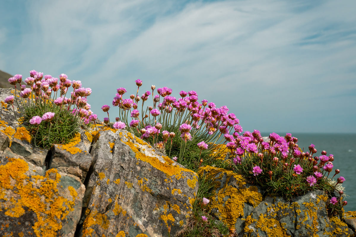 Armeria marittima