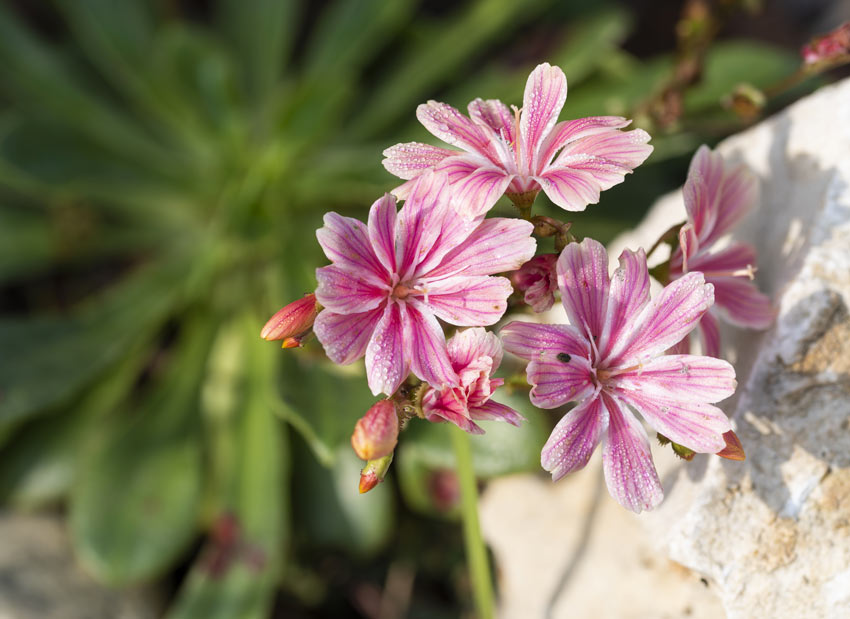 Lewisia