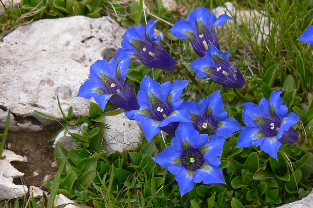 Genziana appenninica