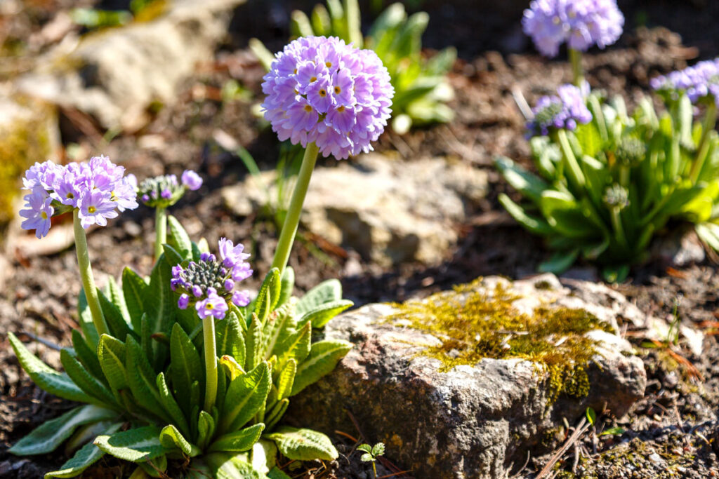 Piante perenni per giardino roccioso.