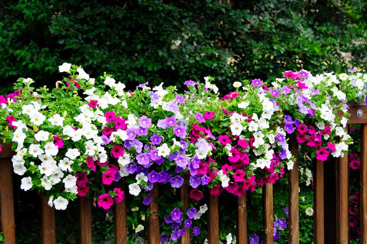 Petunia ad aprile