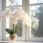 orchidea bianca significato