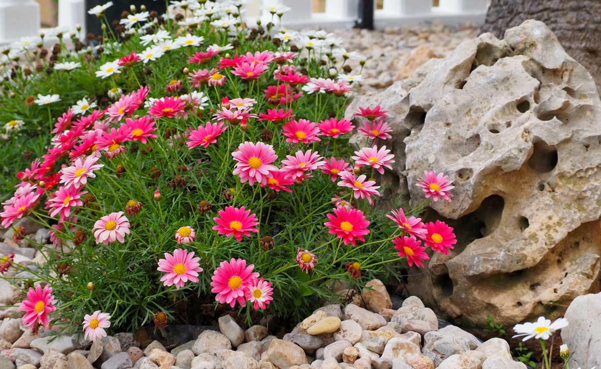 aiuole con pietre e fiori rose e bianche