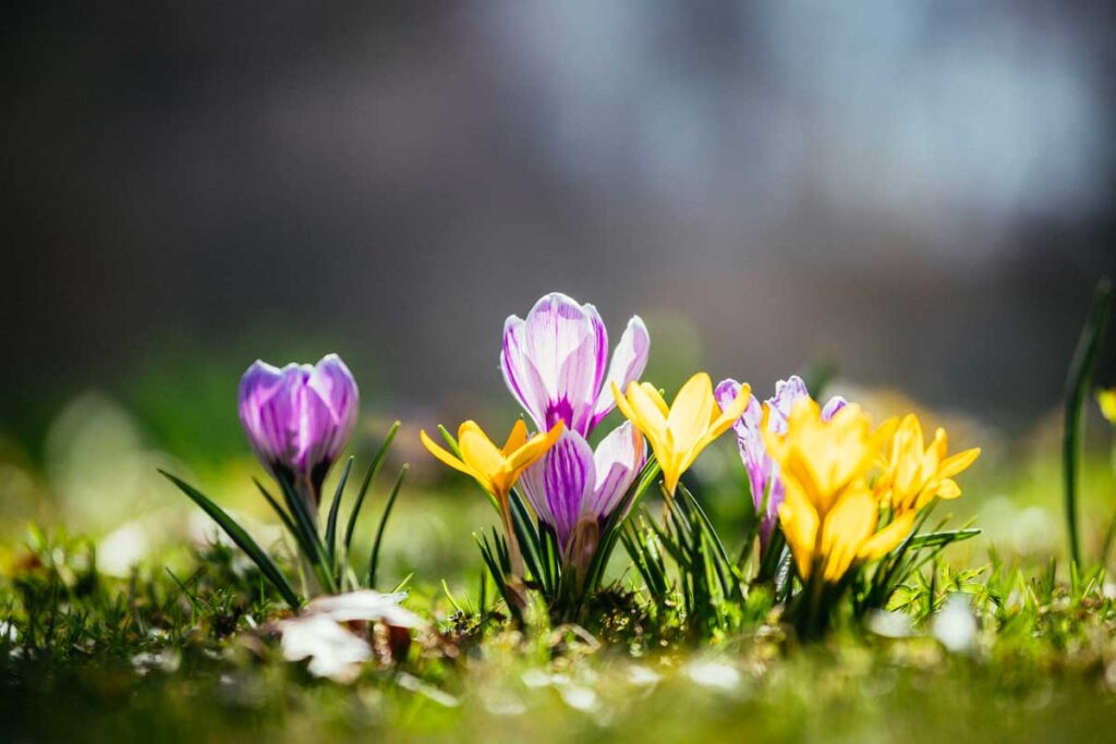 fiori primaverili colorati e facili da coltivare