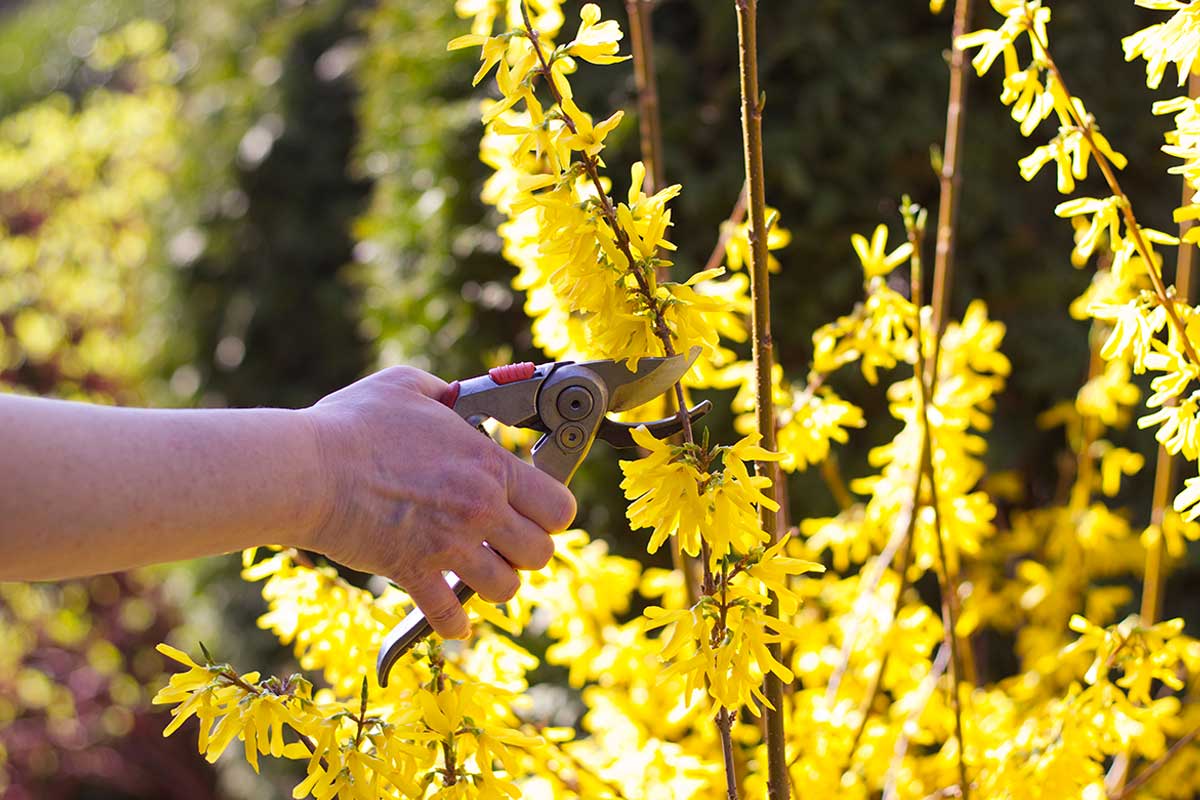 Forsythia talee