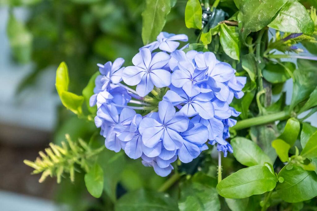 Plumbago