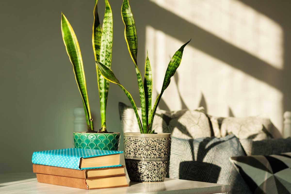 Sansevieria in vaso.