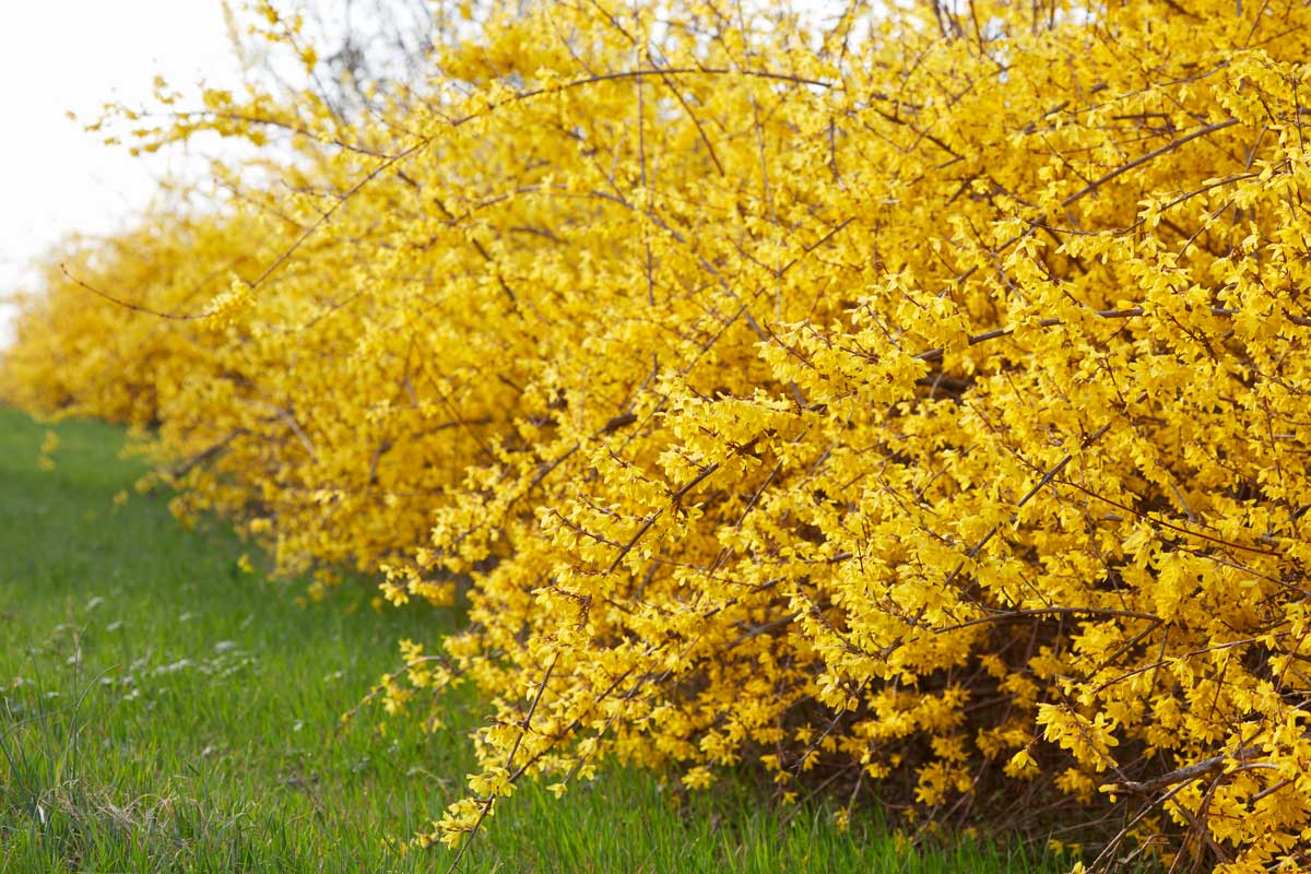 Forsythia siepe