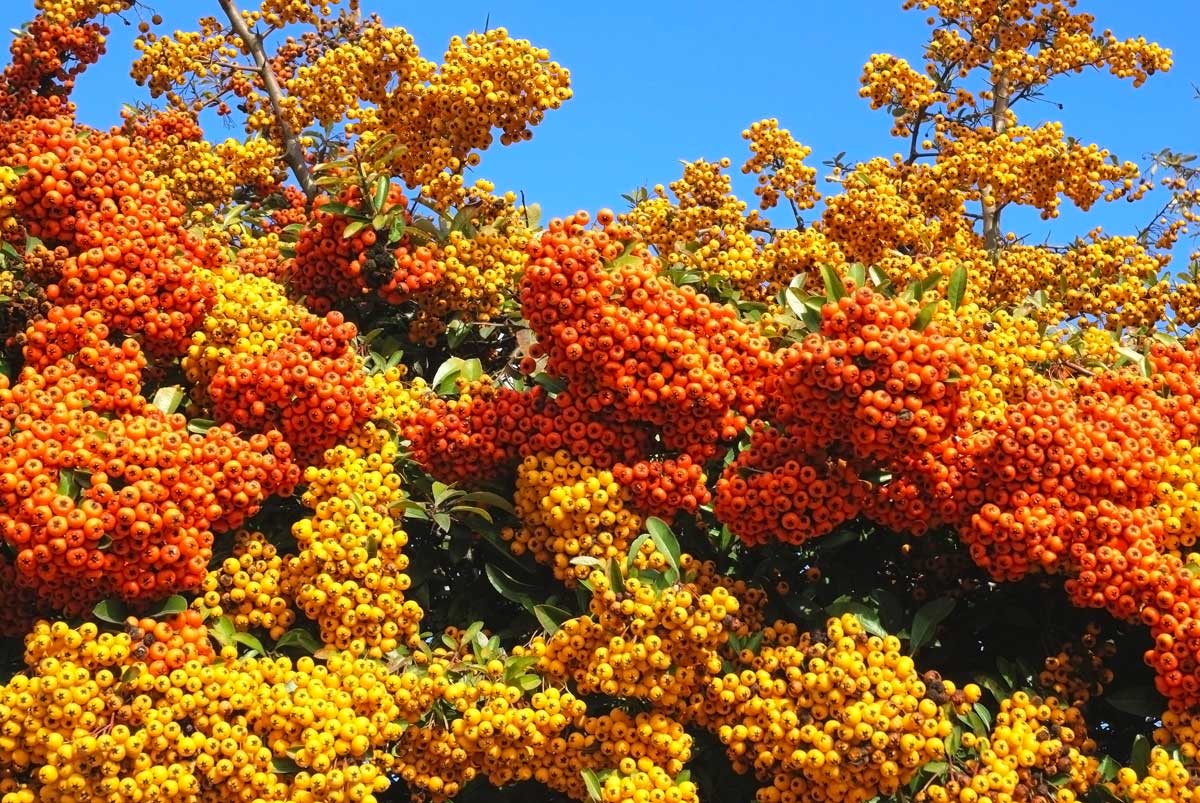 Pyracantha