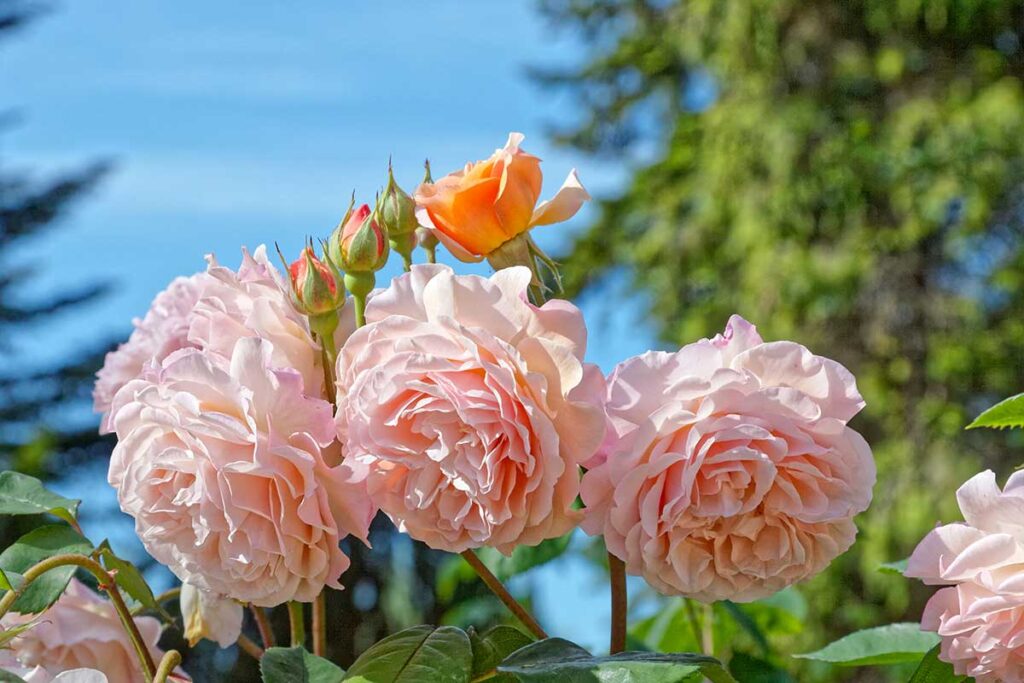 liberarsi degli afidi sulle rose