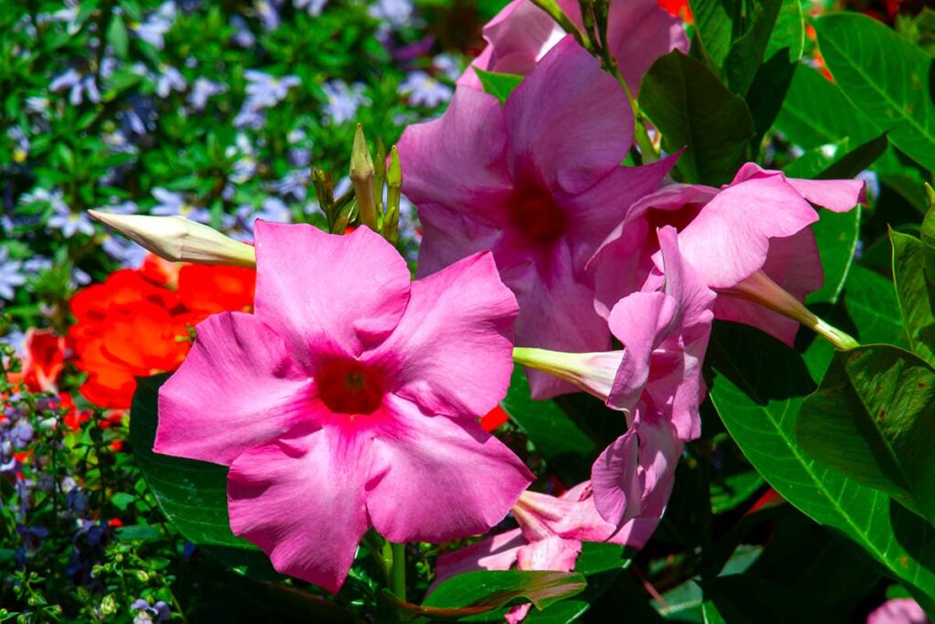 Mandevilla