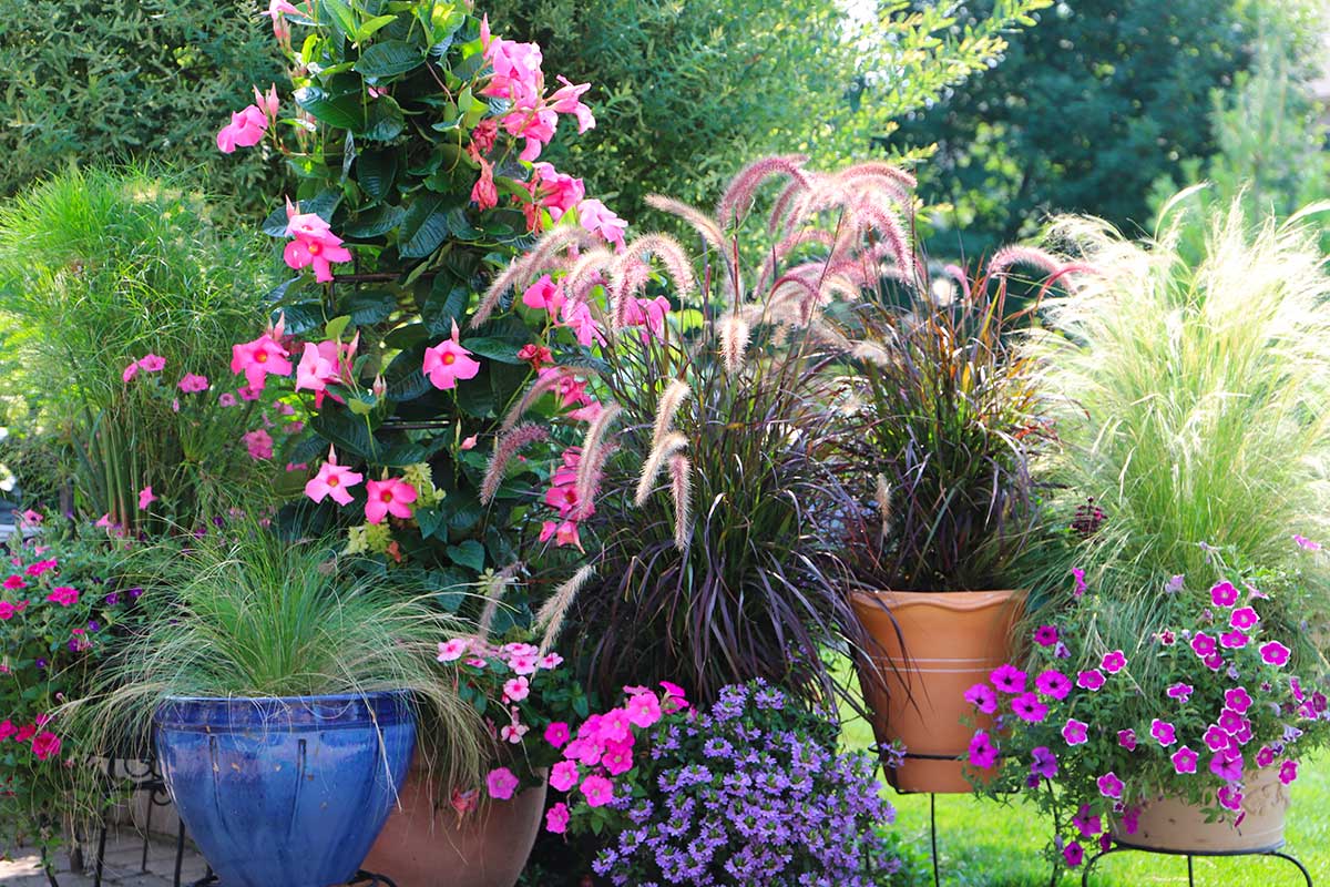 Mandevilla in giardino.