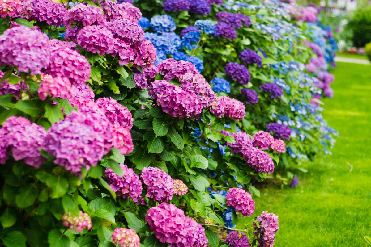 ortensie in giardino