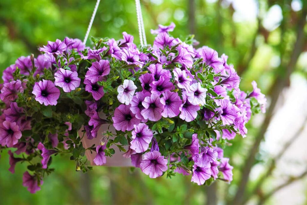 petunia viola