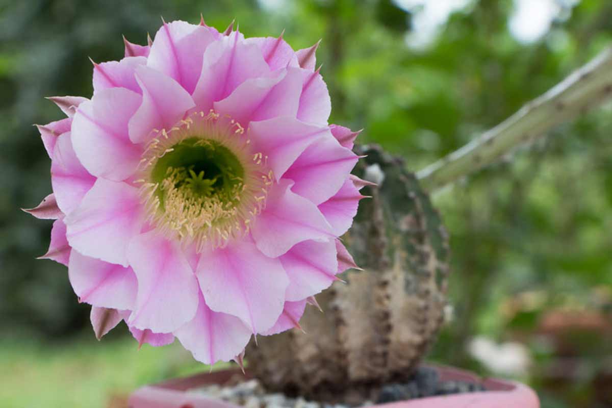 Echinopsis