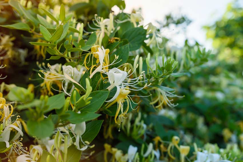 Lonicera periclymenum Graham Thomas