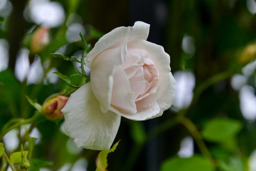 Rosa Madame Alfred Carrière