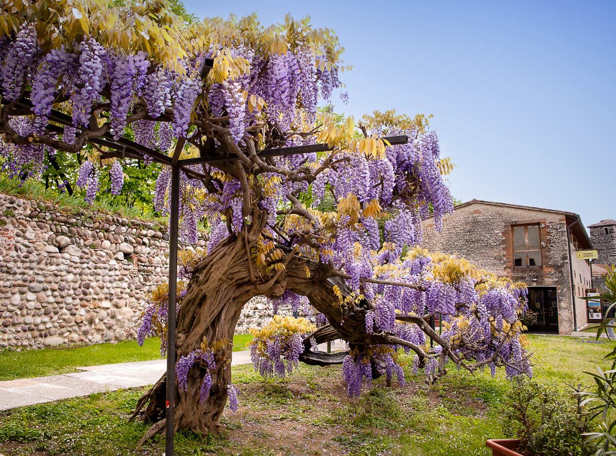 Glicine Wisteria Sinensis Prolific