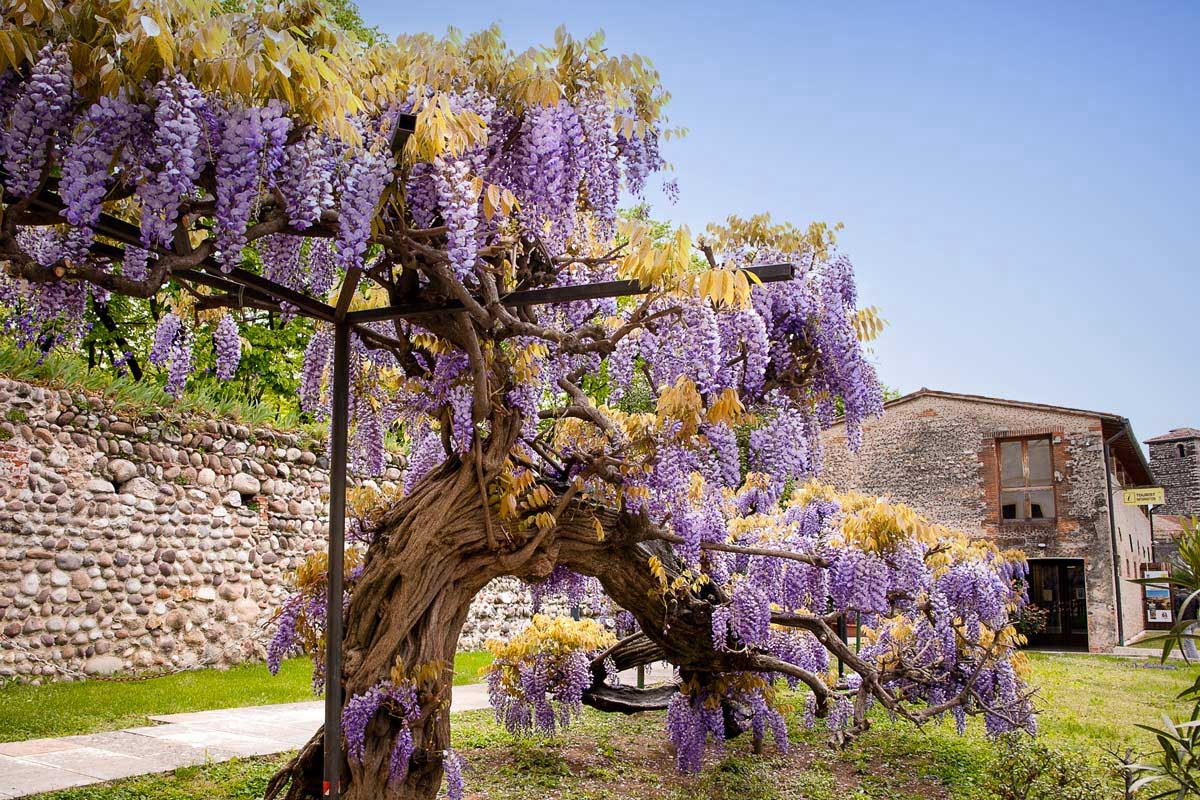 piante rampicanti con fiori colorati