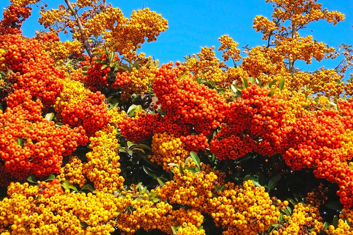 Pyracantha siepe