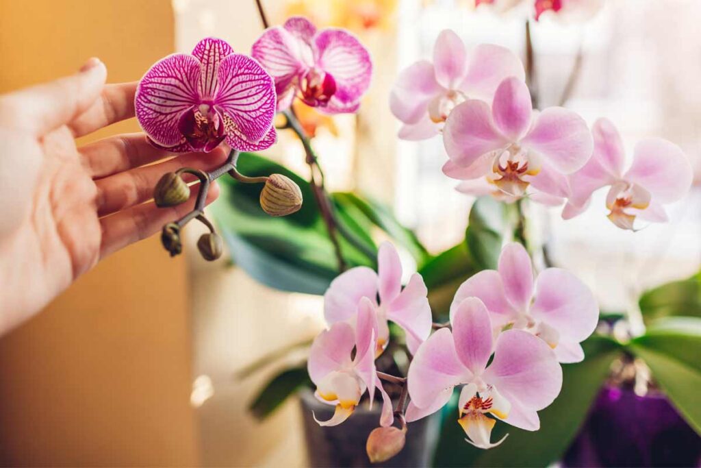 orchidee