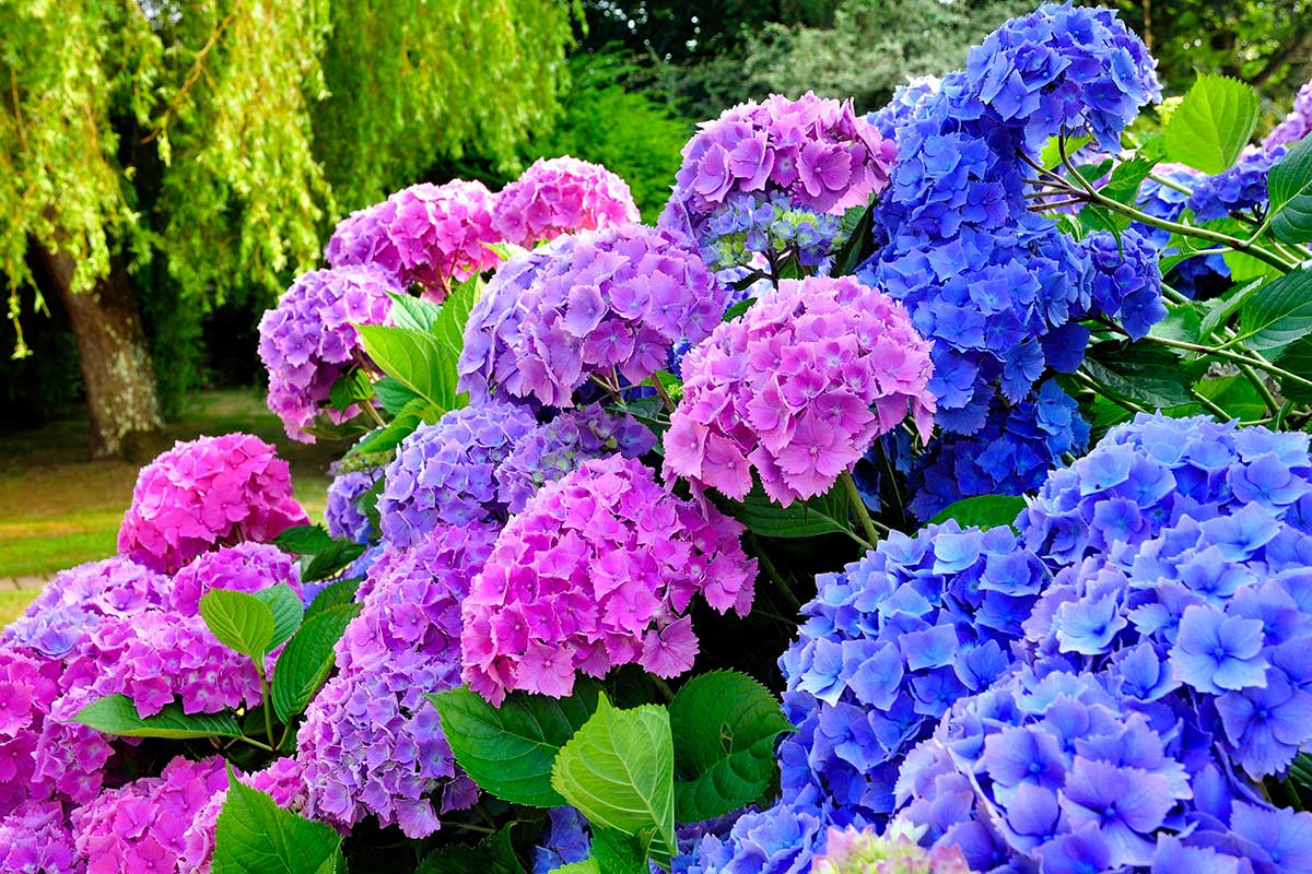 ortensie in giardino blu e rosa